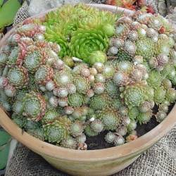 Sempervivum - Dachwurz - Hauswurz